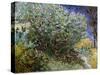 Le buisson de lilas-Vincent van Gogh-Stretched Canvas