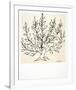 Le Buisson-Henri Matisse-Framed Art Print