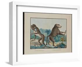 Le Chacma, 1884 (Graphite, Watercolour, Framing Lines in Pen and Brown Ink)-Aloys Zotl-Framed Giclee Print