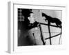 Le Chat Noir, 1934-null-Framed Photographic Print