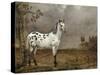 Le Cheval pie-Paulus Potter-Stretched Canvas