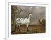 Le Cheval pie-Paulus Potter-Framed Giclee Print