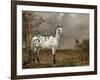 Le Cheval pie-Paulus Potter-Framed Giclee Print