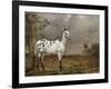 Le Cheval pie-Paulus Potter-Framed Giclee Print