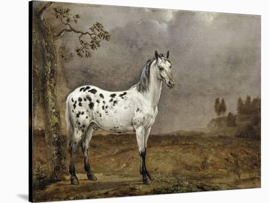 Le Cheval pie-Paulus Potter-Stretched Canvas