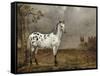 Le Cheval pie-Paulus Potter-Framed Stretched Canvas
