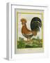 Le Coq Huppé-Georges-Louis Buffon-Framed Giclee Print