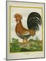 Le Coq Huppé-Georges-Louis Buffon-Mounted Giclee Print