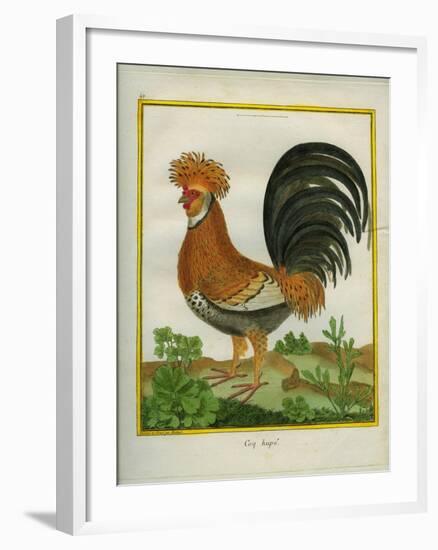 Le Coq Huppé-Georges-Louis Buffon-Framed Giclee Print