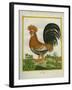 Le Coq Huppé-Georges-Louis Buffon-Framed Giclee Print