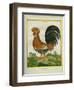 Le Coq Huppé-Georges-Louis Buffon-Framed Giclee Print