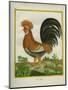 Le Coq Huppé-Georges-Louis Buffon-Mounted Giclee Print