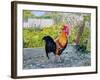 Le Coq Lico, 2003-Michel Bultet-Framed Giclee Print