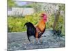 Le Coq Lico, 2003-Michel Bultet-Mounted Giclee Print