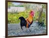 Le Coq Lico, 2003-Michel Bultet-Framed Giclee Print