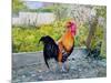 Le Coq Lico, 2003-Michel Bultet-Mounted Giclee Print