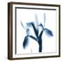 Le Flur Indigo-Albert Koetsier-Framed Art Print