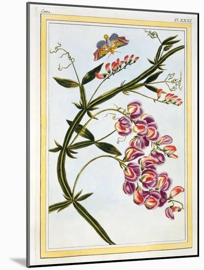 Le Grand Lathyre (Everlasting Sweet Pea), C.1776-Pierre-Joseph Buchoz-Mounted Giclee Print