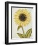 Le Grand Soleil, circa 1700-null-Framed Giclee Print