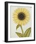 Le Grand Soleil, circa 1700-null-Framed Giclee Print