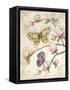 Le Jardin Butterfly V-Kate McRostie-Framed Stretched Canvas