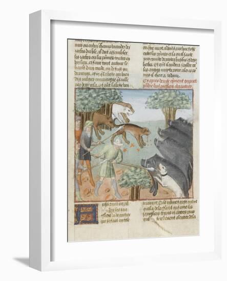 Le Livre de la chasse de Gaston Phébus : chasse aux sangliers-null-Framed Giclee Print