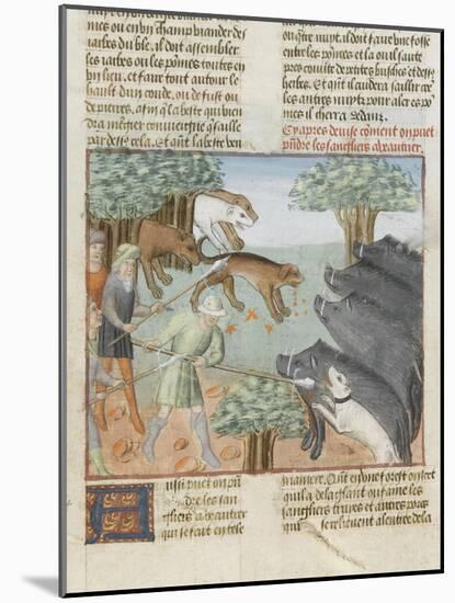 Le Livre de la chasse de Gaston Phébus : chasse aux sangliers-null-Mounted Giclee Print