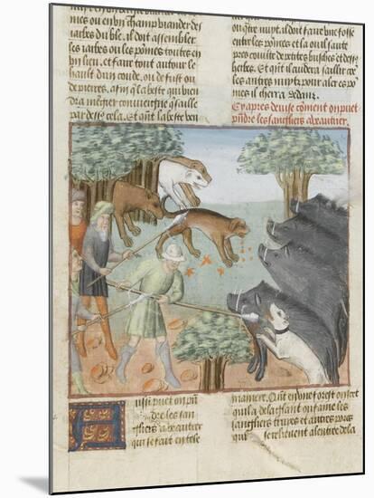 Le Livre de la chasse de Gaston Phébus : chasse aux sangliers-null-Mounted Giclee Print
