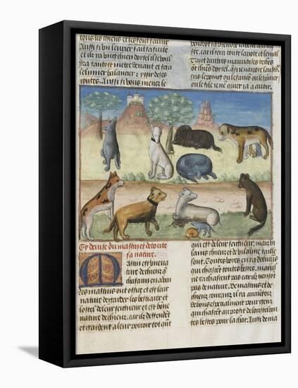 Le Livre de la chasse de Gaston Phébus : le mastiff ou mâtin, chien de garde-null-Framed Stretched Canvas