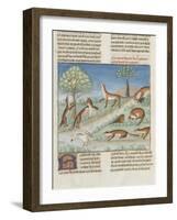 Le Livre de la chasse de Gaston Phébus : le renard et sa nature-null-Framed Giclee Print