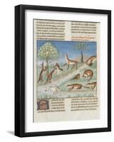 Le Livre de la chasse de Gaston Phébus : le renard et sa nature-null-Framed Giclee Print