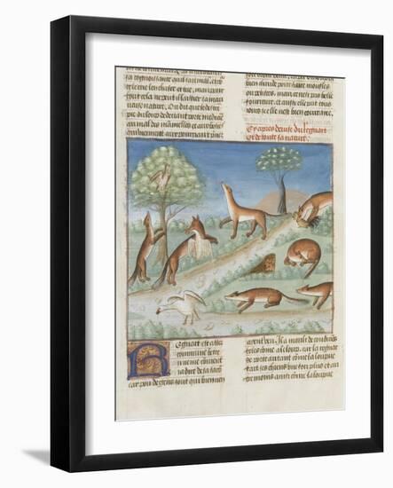 Le Livre de la chasse de Gaston Phébus : le renard et sa nature-null-Framed Giclee Print