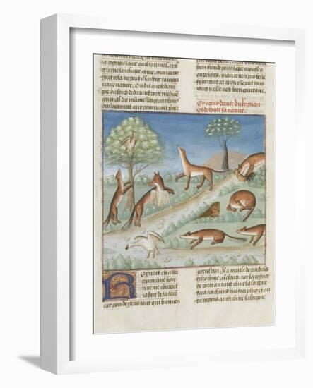 Le Livre de la chasse de Gaston Phébus : le renard et sa nature-null-Framed Giclee Print