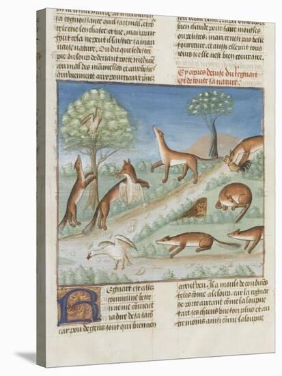 Le Livre de la chasse de Gaston Phébus : le renard et sa nature-null-Stretched Canvas