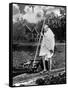 Le Mahatma Mohandas Karamchand Gandhi (1869-1948) During Salt March in 1930-null-Framed Stretched Canvas