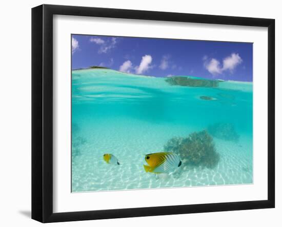 Le Maitai Dream Fakarava Resort, Fakarava, Tuamotus, French Polynesia-Michele Westmorland-Framed Premium Photographic Print