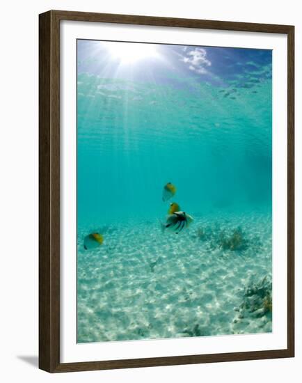 Le Maitai Dream Fakarava Resort, Fakarava, Tuamotus, French Polynesia-Michele Westmorland-Framed Premium Photographic Print