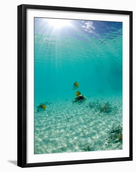 Le Maitai Dream Fakarava Resort, Fakarava, Tuamotus, French Polynesia-Michele Westmorland-Framed Premium Photographic Print