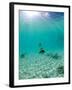 Le Maitai Dream Fakarava Resort, Fakarava, Tuamotus, French Polynesia-Michele Westmorland-Framed Premium Photographic Print