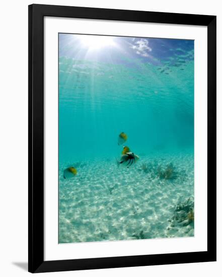 Le Maitai Dream Fakarava Resort, Fakarava, Tuamotus, French Polynesia-Michele Westmorland-Framed Photographic Print