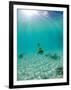 Le Maitai Dream Fakarava Resort, Fakarava, Tuamotus, French Polynesia-Michele Westmorland-Framed Photographic Print