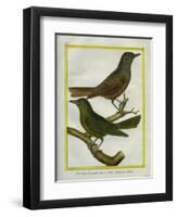 Le Merle Olive Des Grandes Indes Et Le Merle Solitaire De Manille-Georges-Louis Buffon-Framed Giclee Print