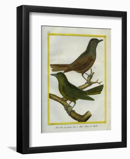 Le Merle Olive Des Grandes Indes Et Le Merle Solitaire De Manille-Georges-Louis Buffon-Framed Giclee Print