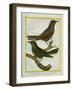 Le Merle Olive Des Grandes Indes Et Le Merle Solitaire De Manille-Georges-Louis Buffon-Framed Giclee Print