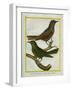 Le Merle Olive Des Grandes Indes Et Le Merle Solitaire De Manille-Georges-Louis Buffon-Framed Giclee Print