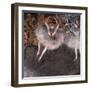 Le Pas Battu, C.1879-Edgar Degas-Framed Giclee Print