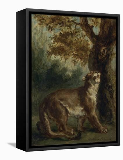 Le Puma, dit aussi Lionne guettant une proie-Eugene Delacroix-Framed Stretched Canvas