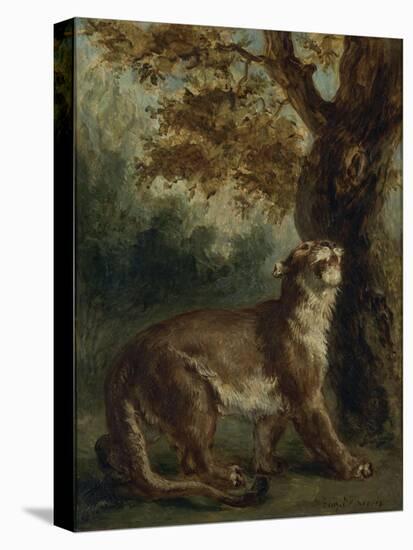 Le Puma, dit aussi Lionne guettant une proie-Eugene Delacroix-Stretched Canvas