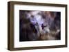 Le rendez vous-Fabien BRAVIN-Framed Photographic Print