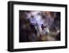 Le rendez vous-Fabien BRAVIN-Framed Photographic Print